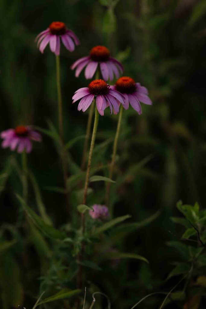 63-Saint Charles Illinois Summer Fall Outdoor Flowers and Field Maternity Session Golden Hour and Sunset